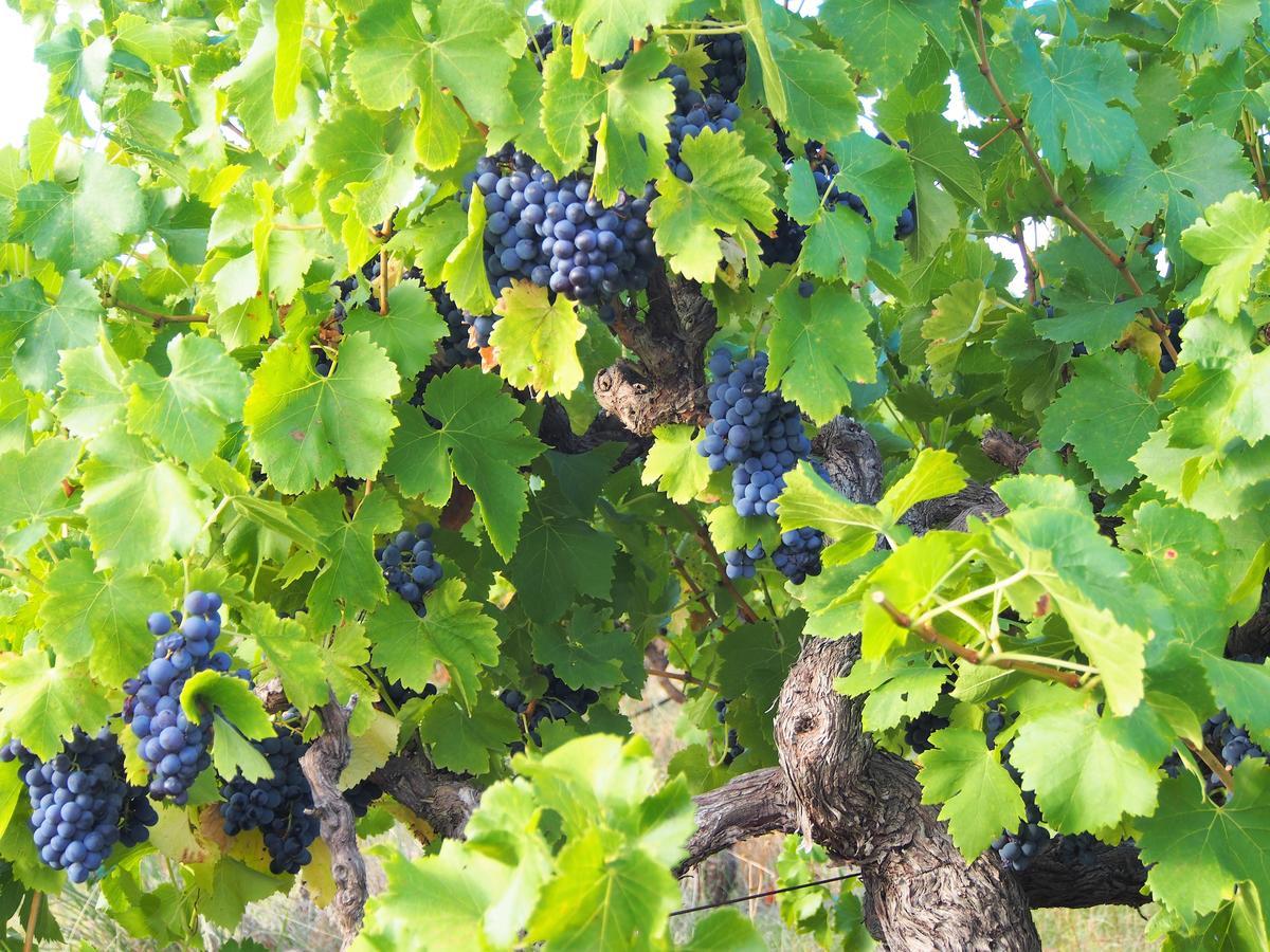 Bed & Breakfast At Tiffany'S Mclaren Vale Bagian luar foto